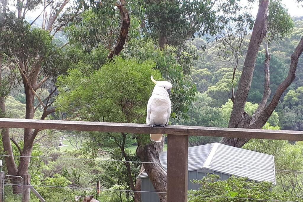 Katoomba Falls Cottage المظهر الخارجي الصورة
